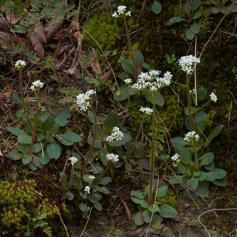 Early Saxifrage