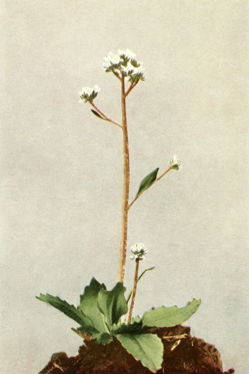Early Saxifrage photo 6