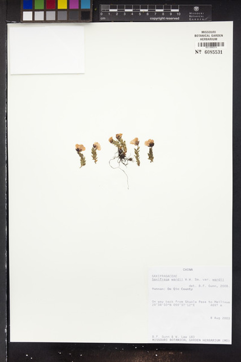 Saxifraga wardii var. wardii