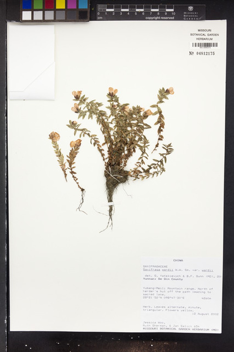 Saxifraga wardii var. wardii photo 2