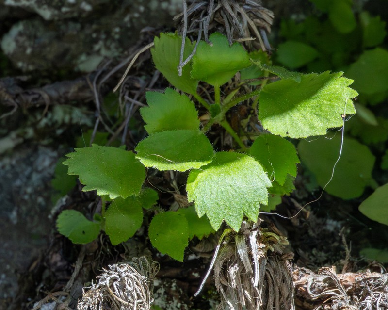 Strawberry Saxifrage