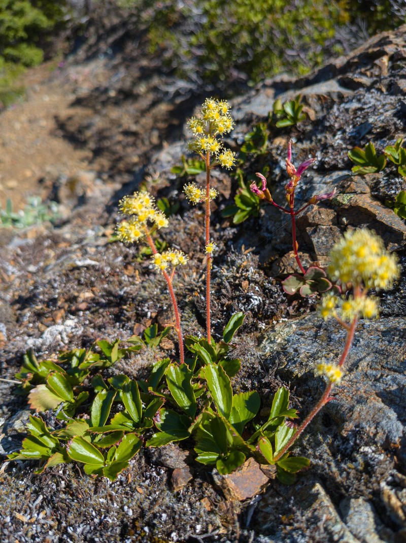 Strawberry Saxifrage photo 2