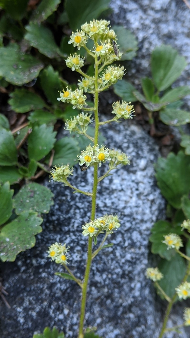 Strawberry Saxifrage photo 3
