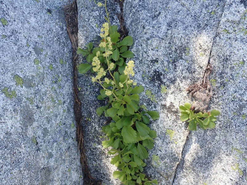 Strawberry Saxifrage photo 4