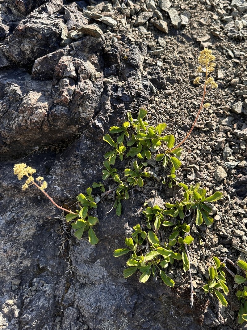 Strawberry Saxifrage photo 5