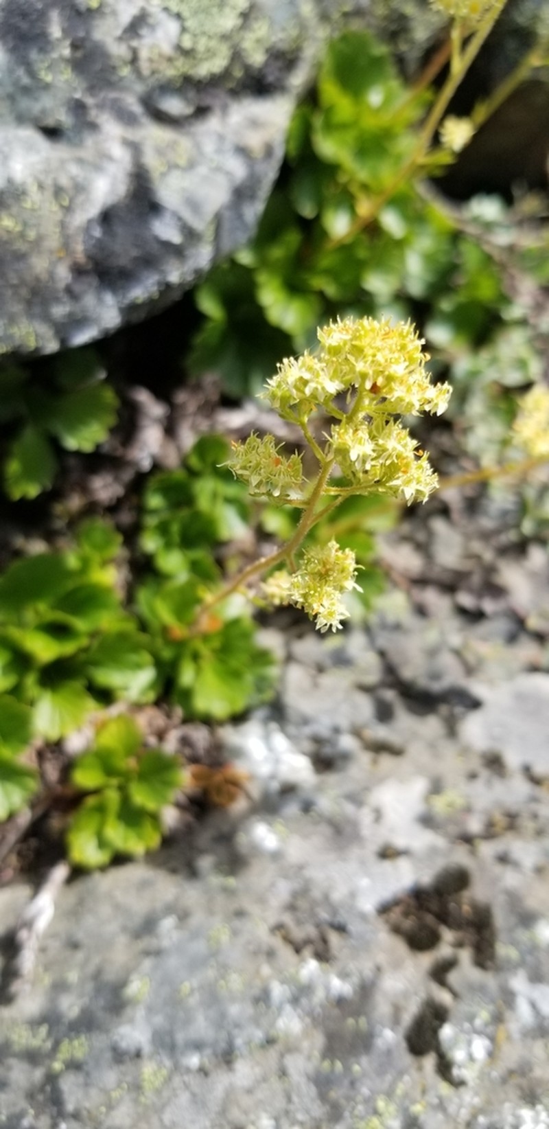Strawberry Saxifrage photo 7