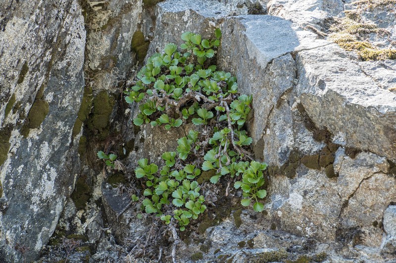 Strawberry Saxifrage photo 8