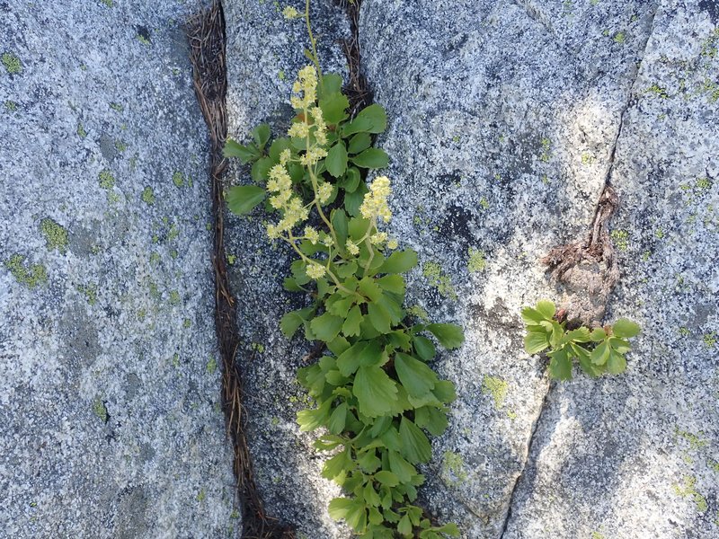 Strawberry Saxifrage
