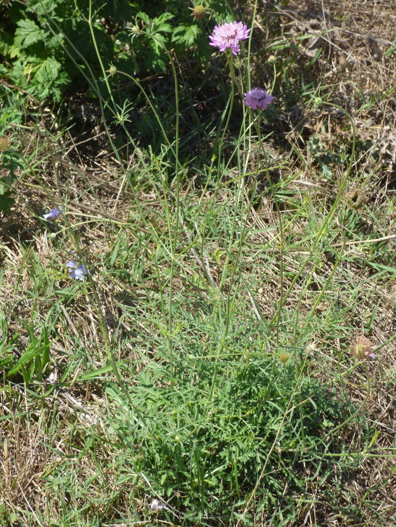 Scabiosa atropurpurea var. grandiflora