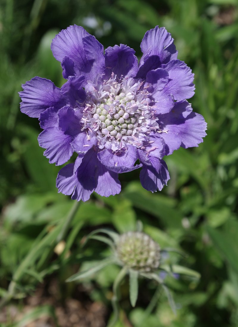 Caucasian Pincushion Flower