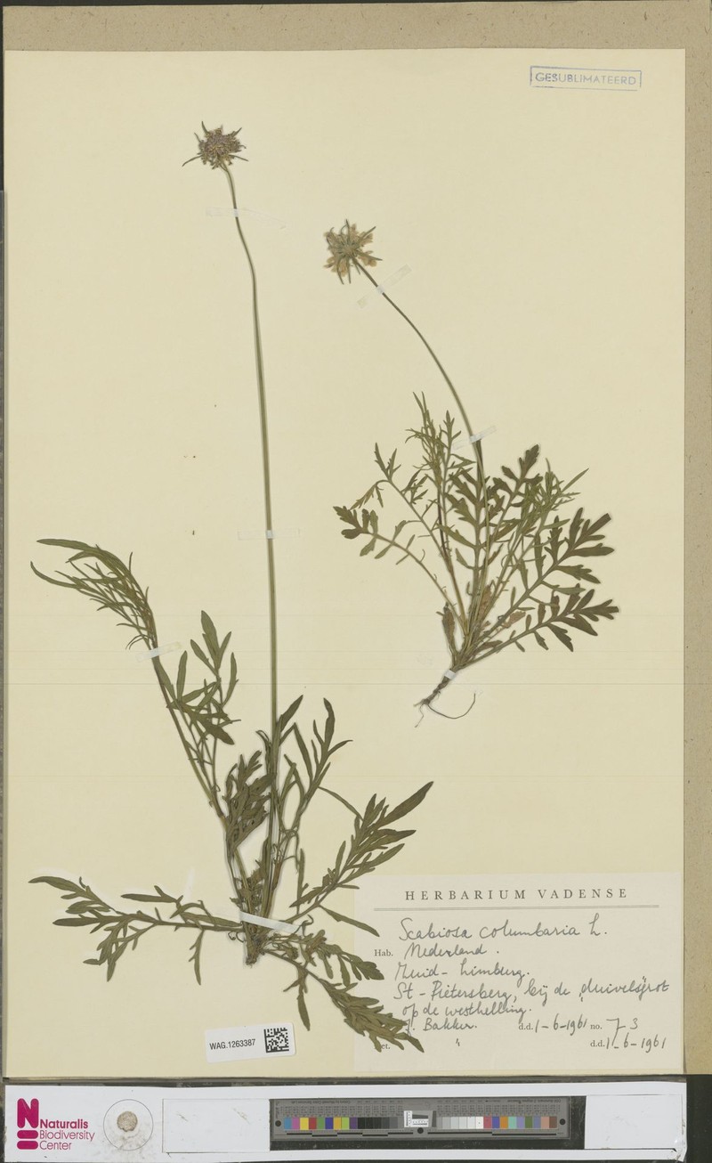 Scabiosa cinerea subsp. cinerea