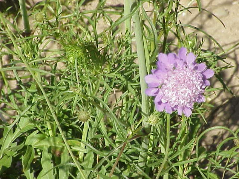 Dove Pincushions photo 5
