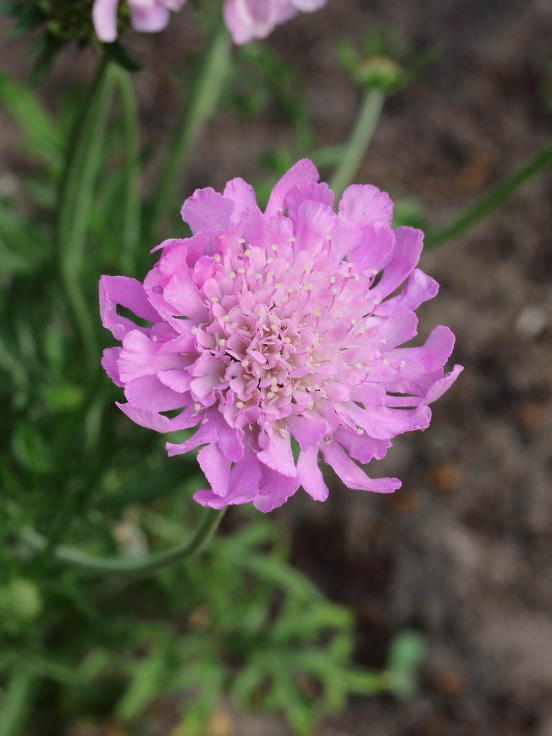 Dove Pincushions photo 6