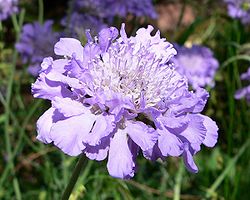 Dove Pincushions
