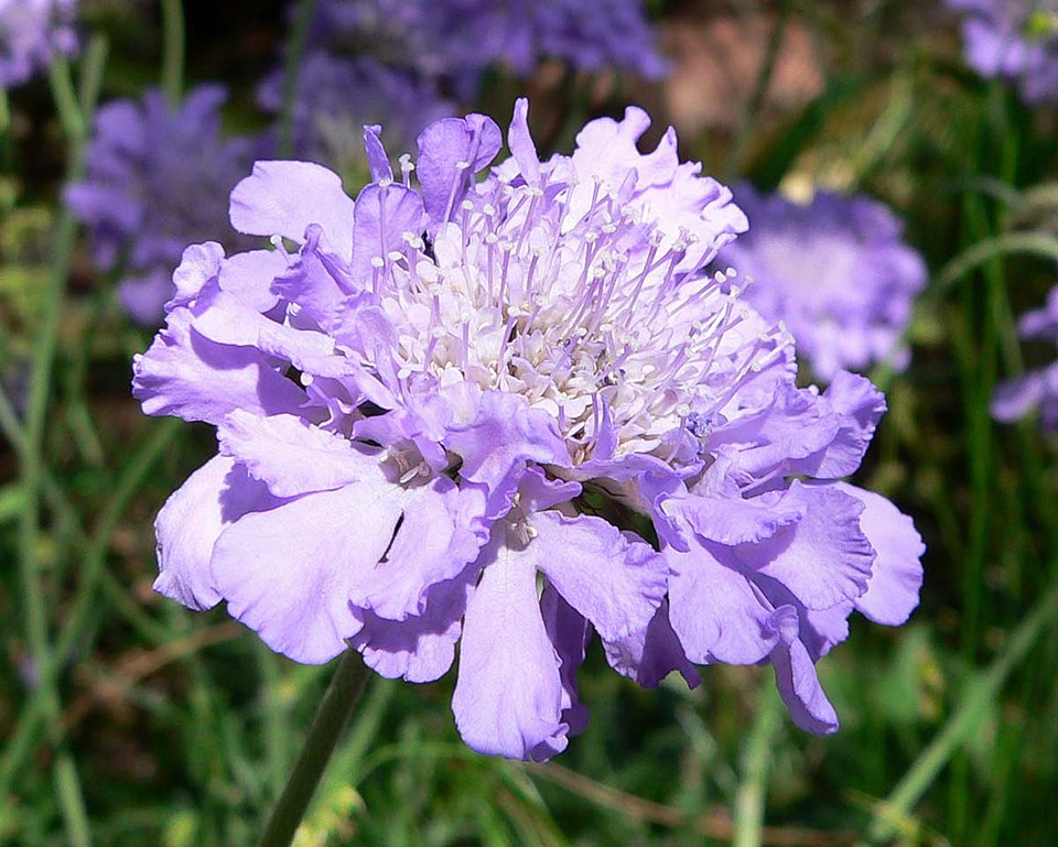 Dove Pincushions