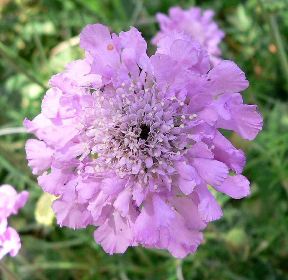 Dove Pincushions photo 7