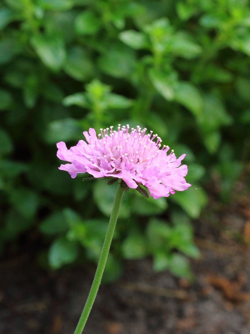 Dove Pincushions photo 2