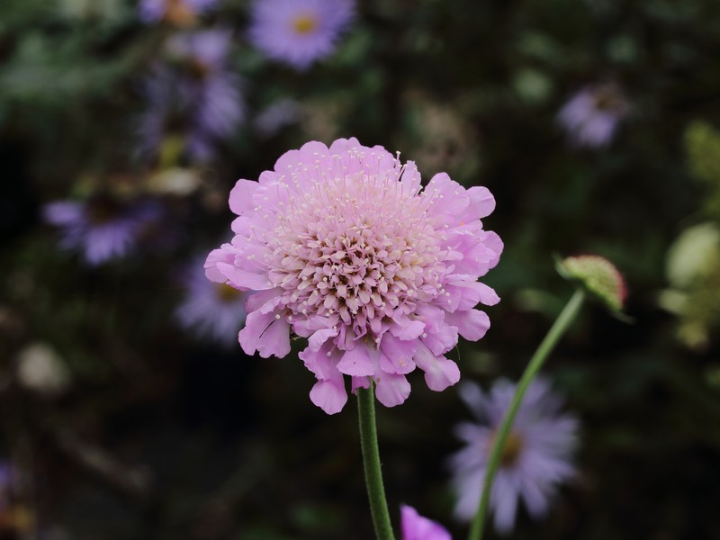 Dove Pincushions photo 3