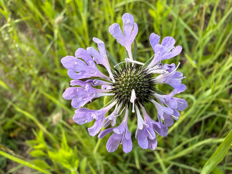 Scabiosa columbaria subsp. columbaria photo 2