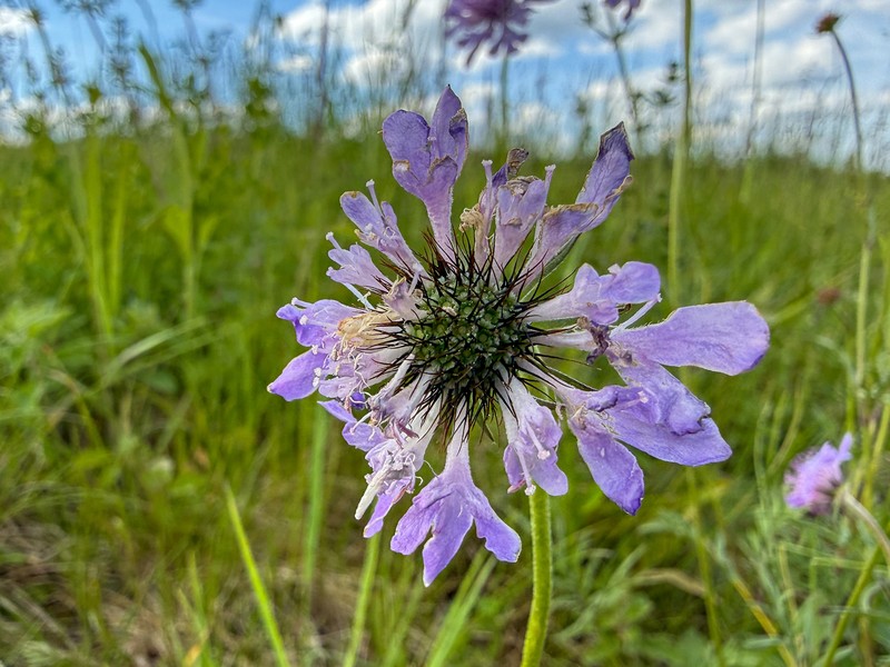 Scabiosa columbaria subsp. columbaria photo 3
