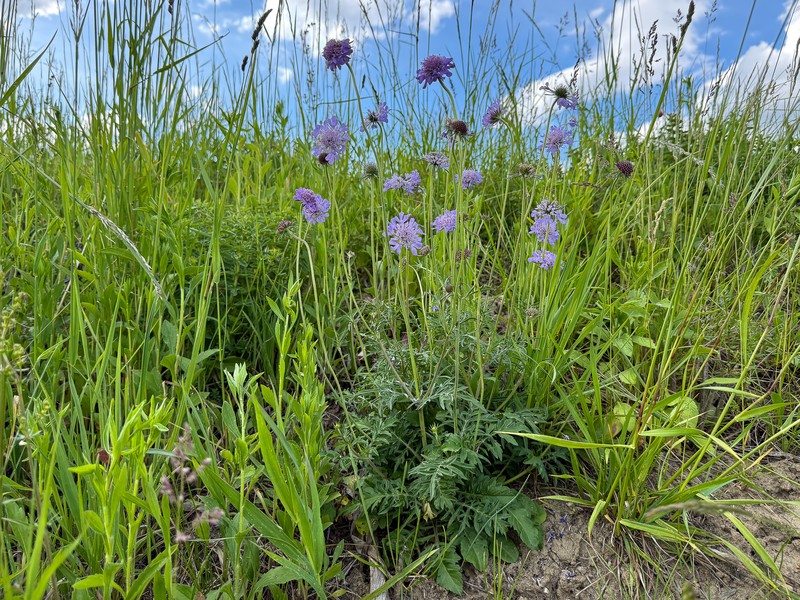 Scabiosa columbaria subsp. columbaria photo 4
