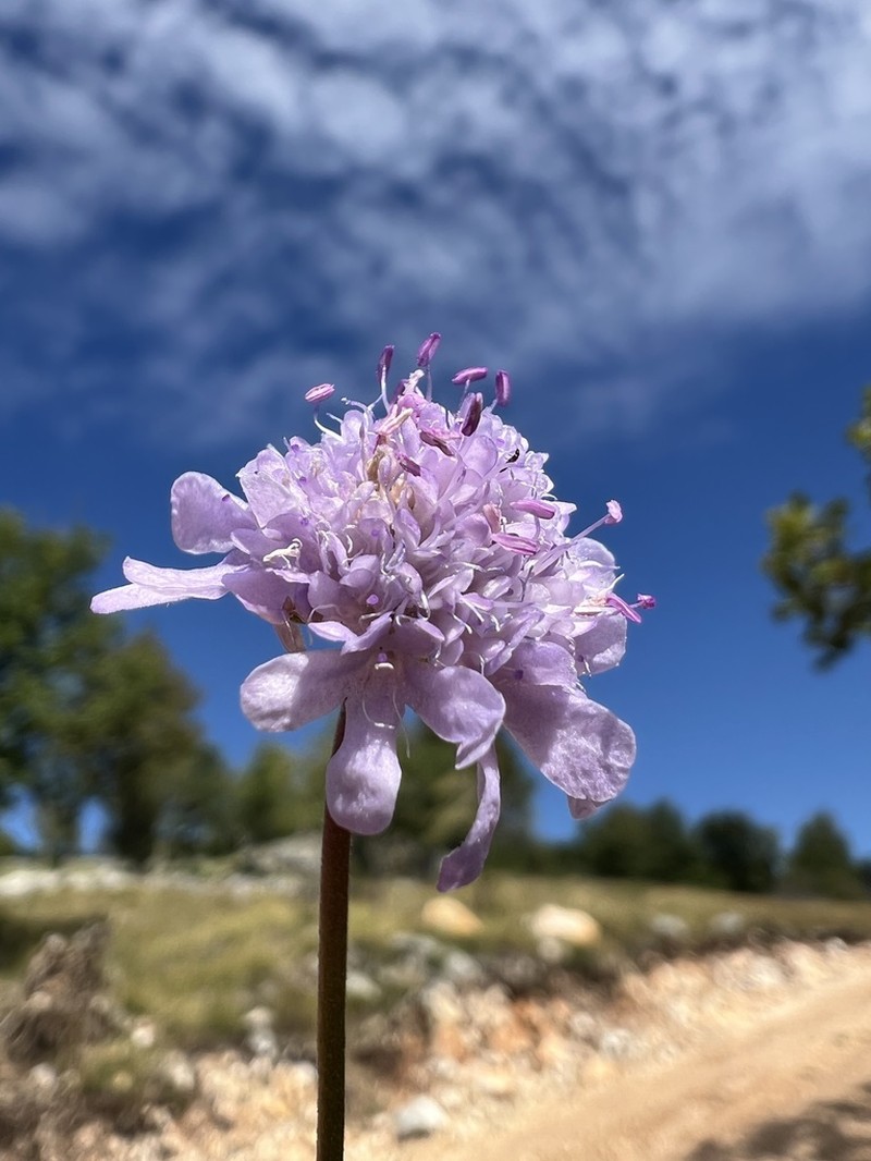 Scabiosa delminiana