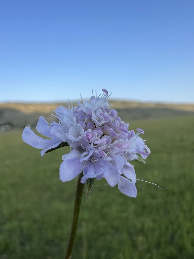 Scabiosa delminiana photo 2