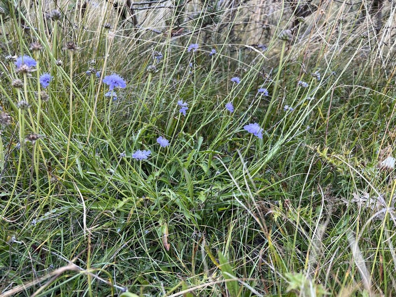 Scabiosa delminiana photo 3