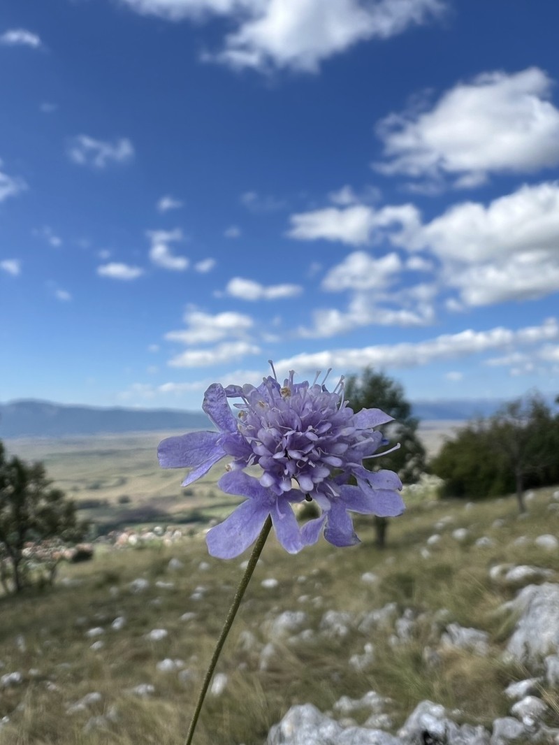 Scabiosa delminiana photo 4
