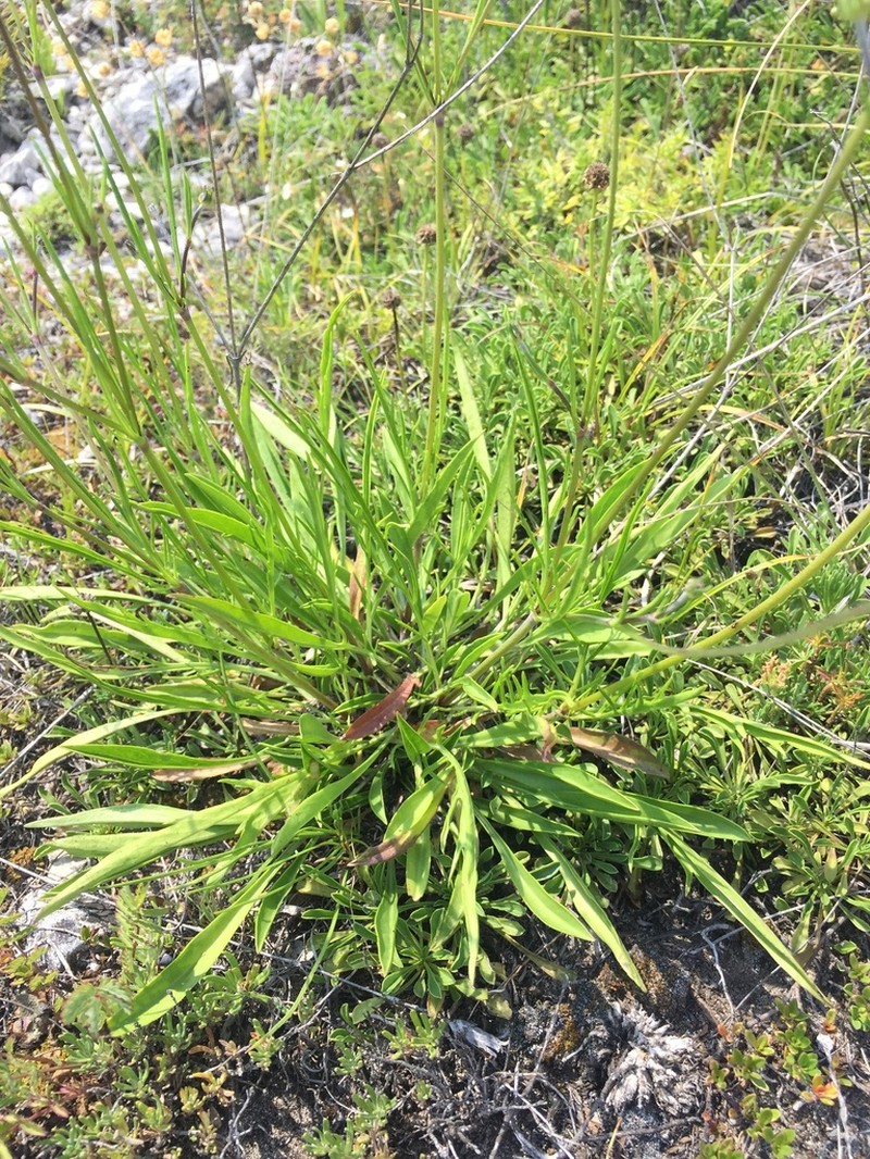 Scabiosa delminiana photo 5