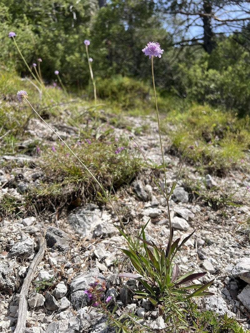 Scabiosa delminiana photo 6