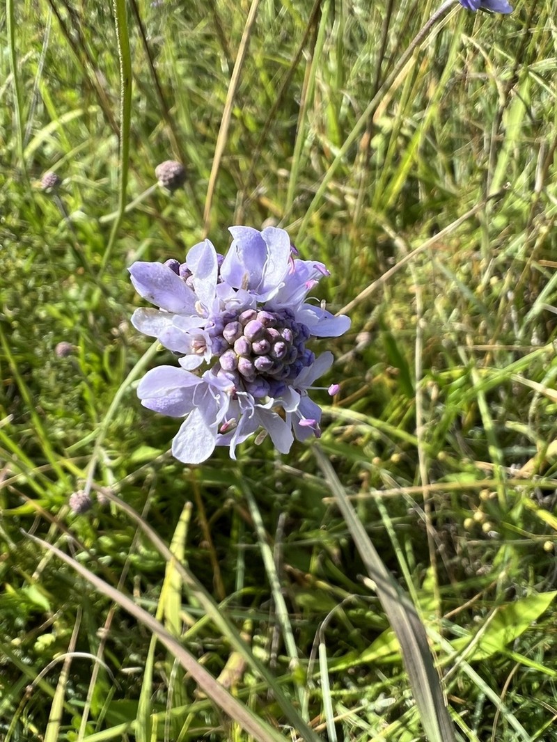 Scabiosa delminiana photo 8
