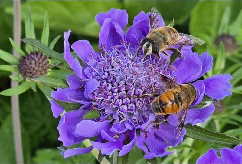 Scabiosa japonica var. alpina