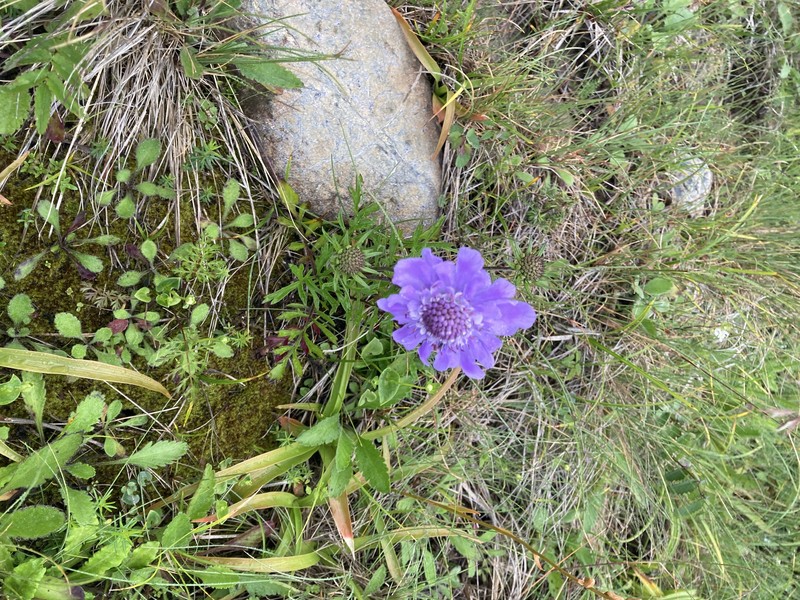 Scabiosa japonica var. alpina photo 2