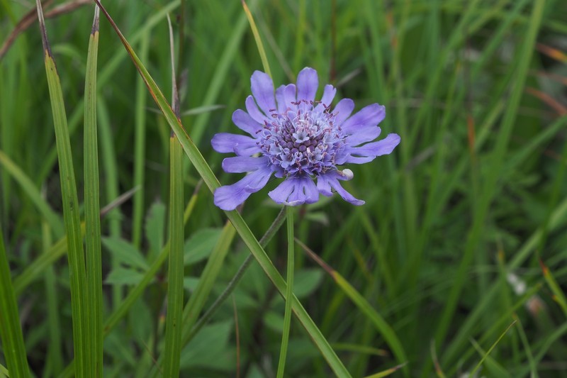Scabiosa japonica var. alpina photo 3