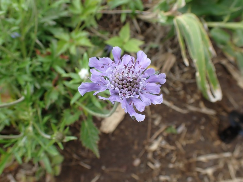 Scabiosa japonica var. alpina photo 4