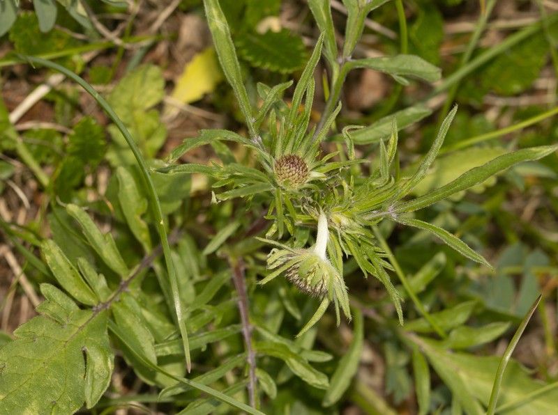 Scabiosa lucida subsp. barbata