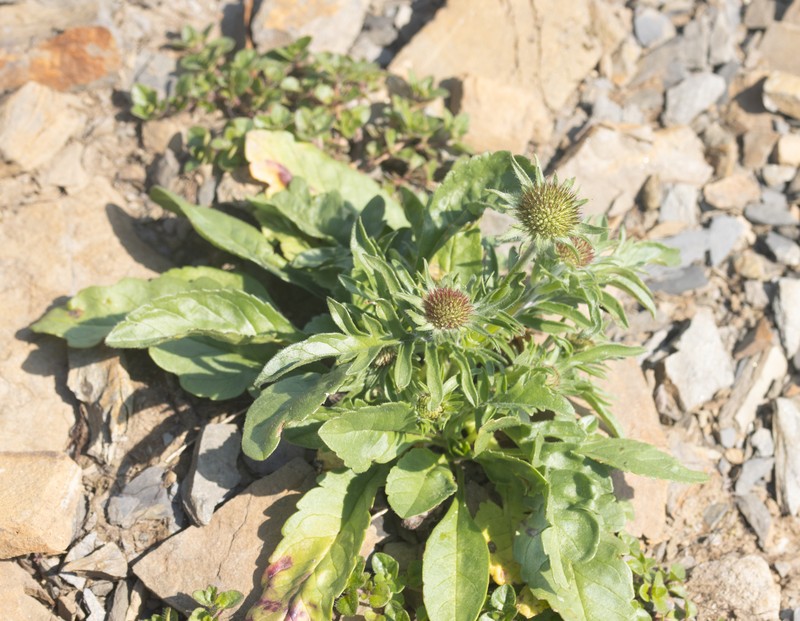 Scabiosa lucida subsp. barbata photo 2