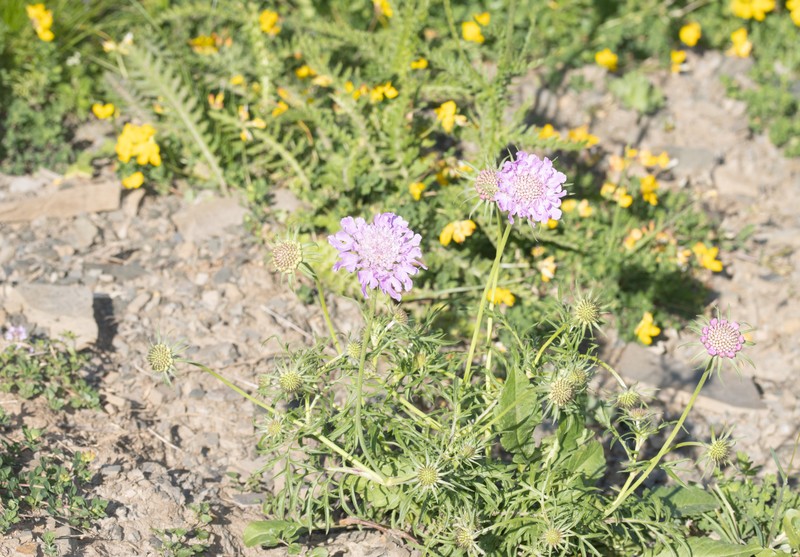 Scabiosa lucida subsp. barbata photo 3
