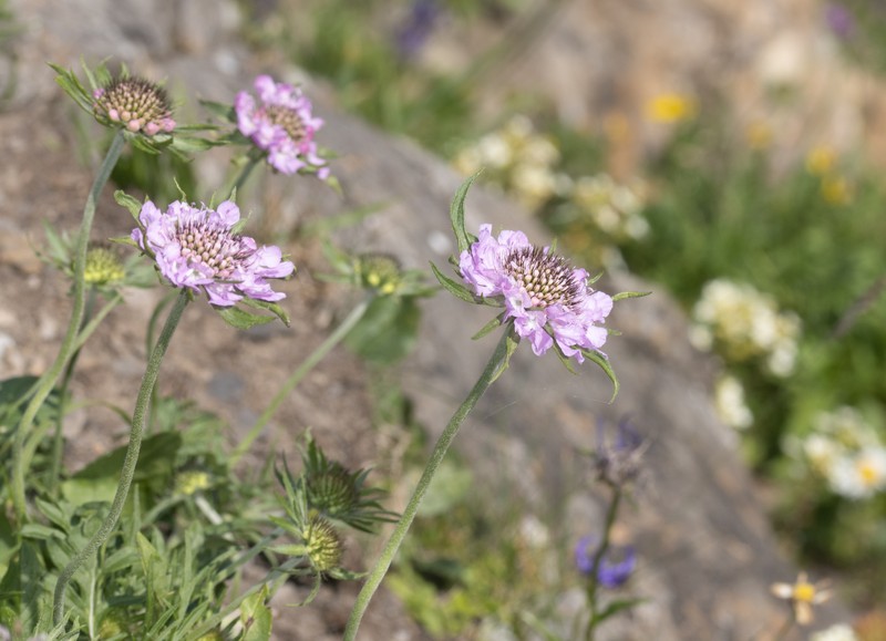 Scabiosa lucida subsp. barbata photo 4