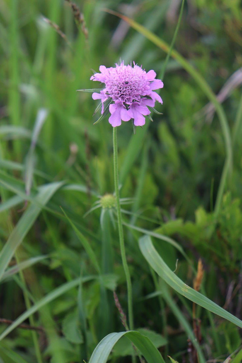 Scabiosa lucida subsp. lucida