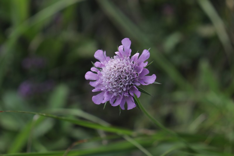 Scabiosa lucida subsp. lucida photo 2