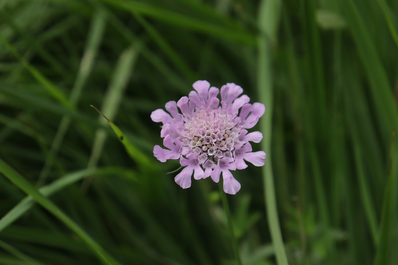 Scabiosa lucida subsp. lucida photo 3