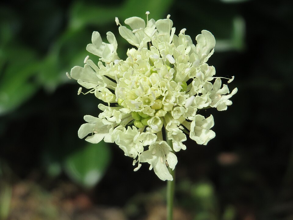 Cream Pincushions photo 4