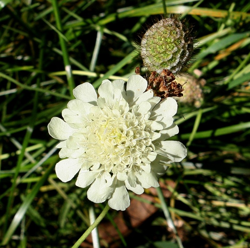 Cream Pincushions