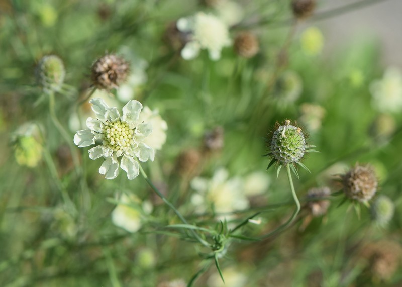 Cream Pincushions photo 2