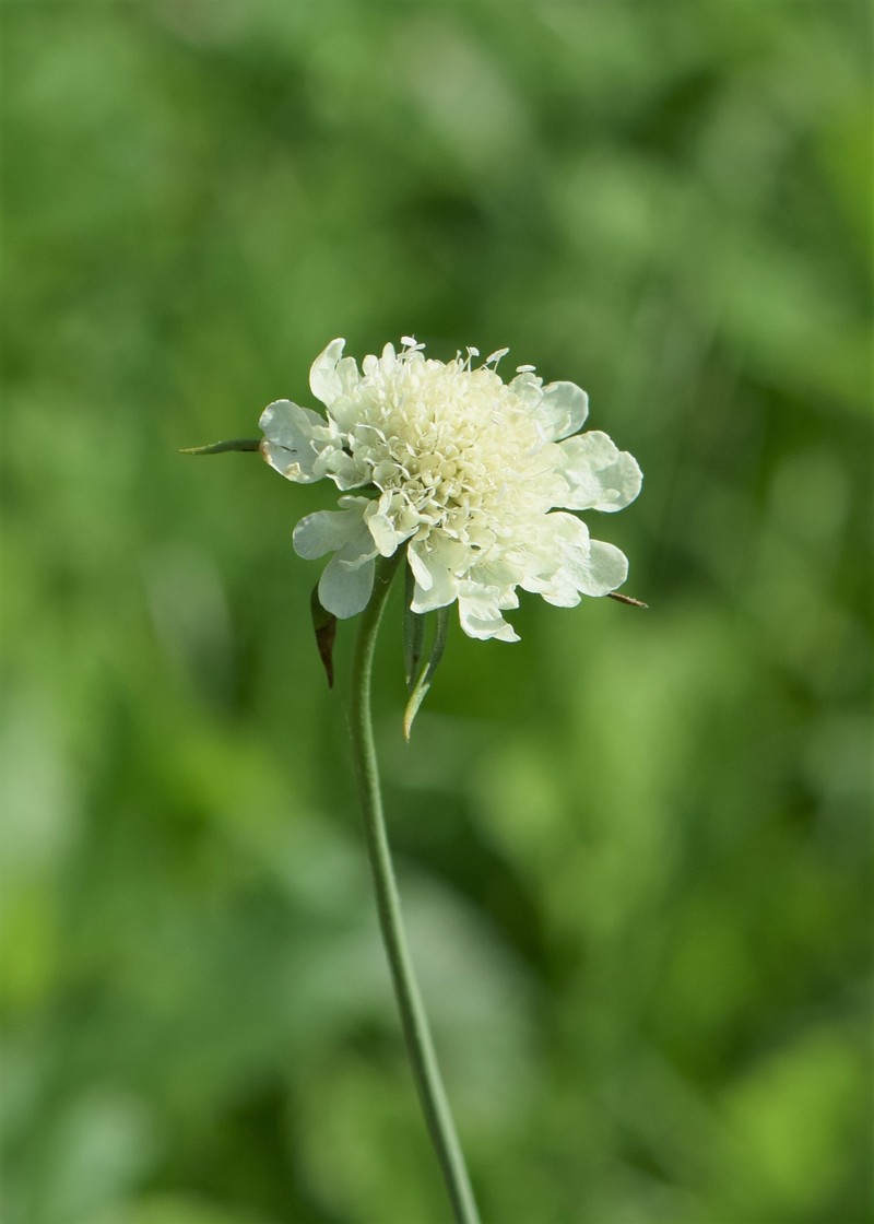 Cream Pincushions photo 3