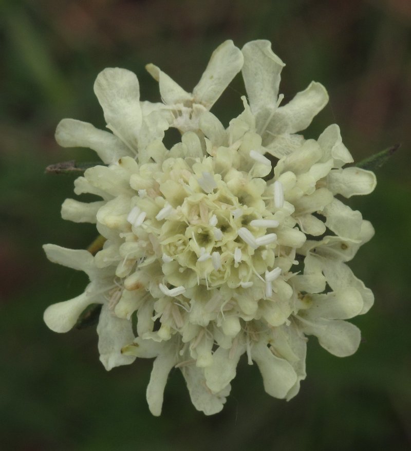 Cream Pincushions photo 5