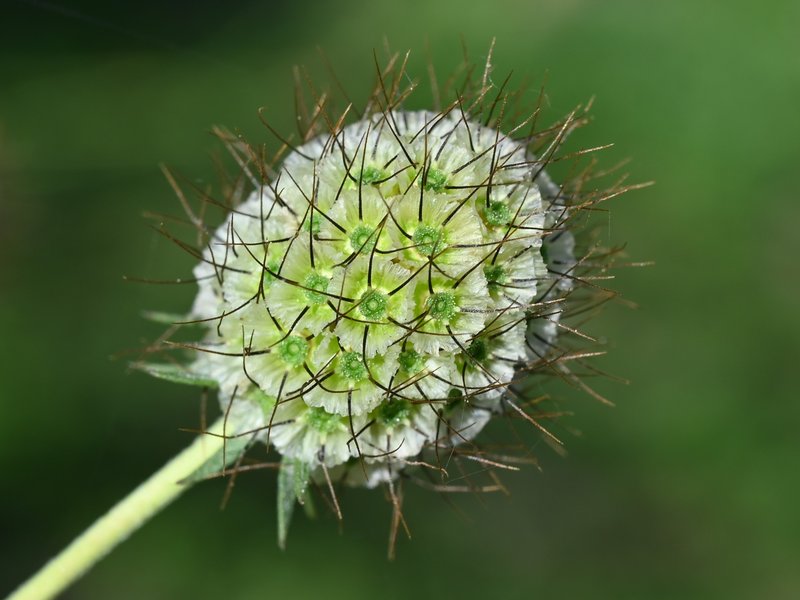 Cream Pincushions photo 6