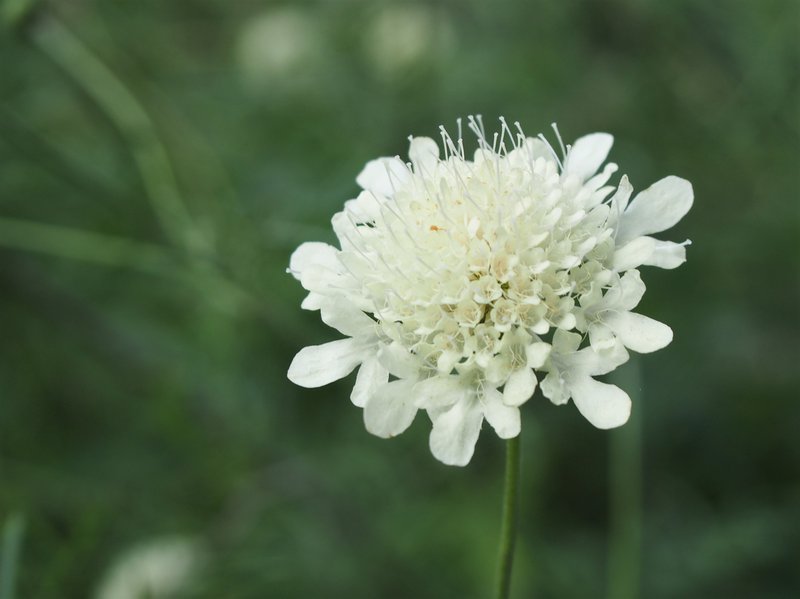 Cream Pincushions photo 7